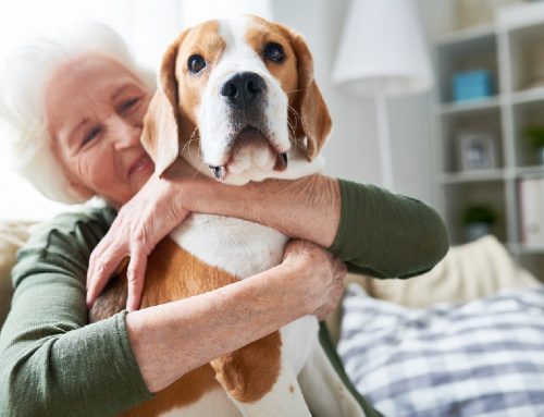 Home Care: What Benefits Can Pet Ownership Have for Your Elderly Loved One?